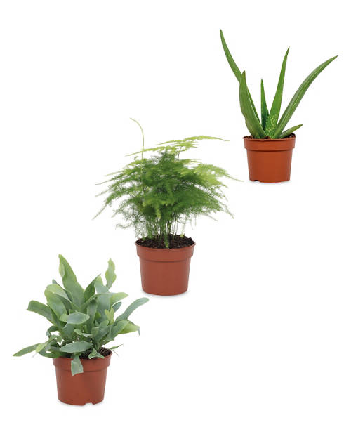 9cm Easy Care Plants Product Image Front shot 01