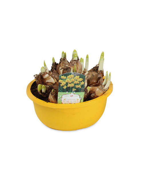 Patio Bulb Planter