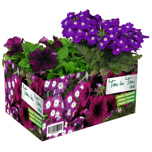 Vista frontale 1, Sommerflor assortite, viola/bianco