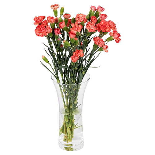 Front shot 4, Carnations