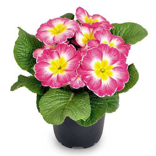 Podrobnosti 2, Trobentica