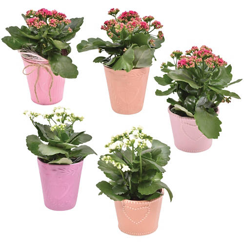 Skupina 1, Kalandiva