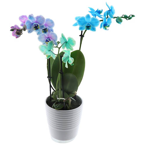 Vorderansicht 2, Orchidee