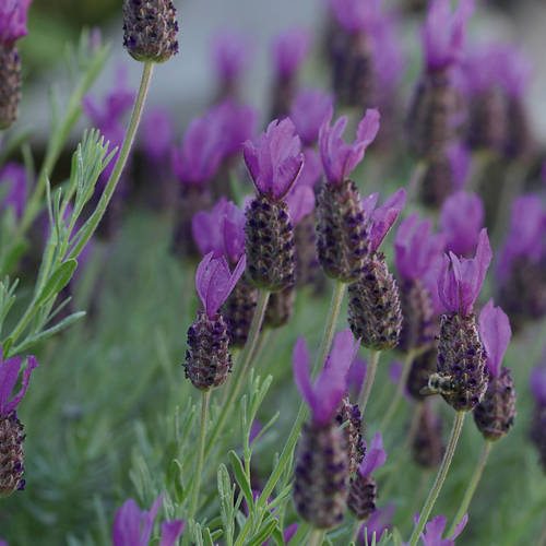 Življenjski slog 1, Vrtnica/čopasta sivka