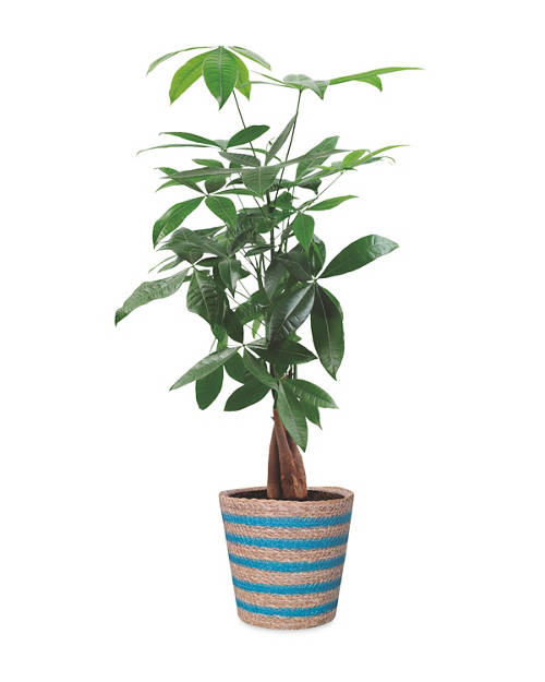 Front shot 2, Foliage Basket