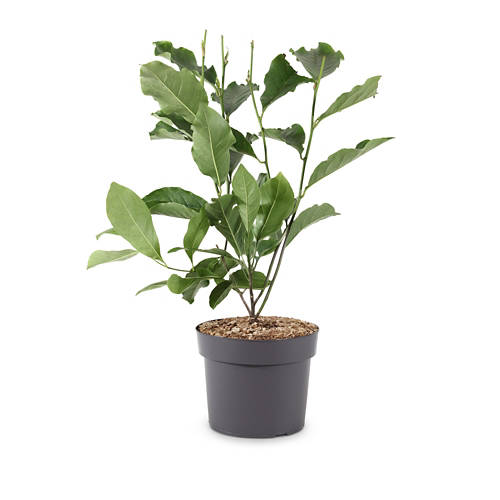 Podrobnosti 1, Cvetoča grmovnica