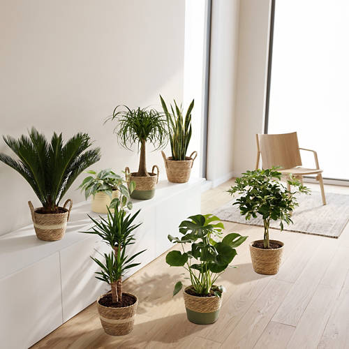 Lifestyle 1, Exklusive-Grünpflanze, Keramik T13