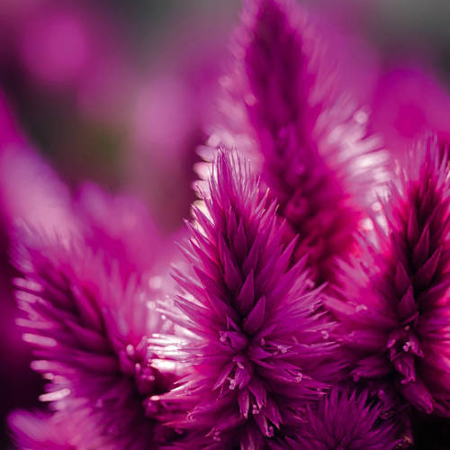 Lifestyle 1, Herbstmix "Purple", Eucalyptus