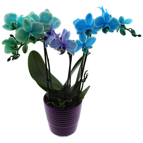 Dettagli 1, Orchidea, Rainbow