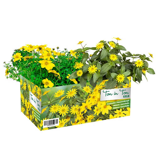 Vista frontale 1, Sommerflor assortite, giallo