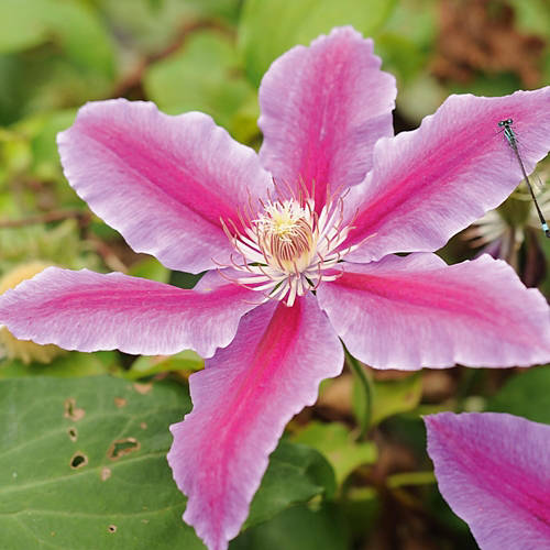 Lifestyle 1, Clematis*