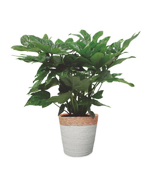 Front shot 3, Foliage Basket