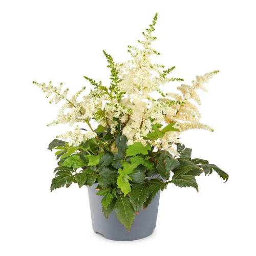 Details 2, Schattenleuchten, Astilbe