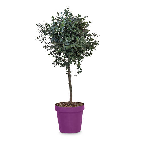 Gruppe 1, Herbstmix "Purple", Eucalyptus