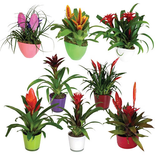 bromelija deluxe