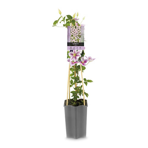 Vorderansicht 2, Clematis*