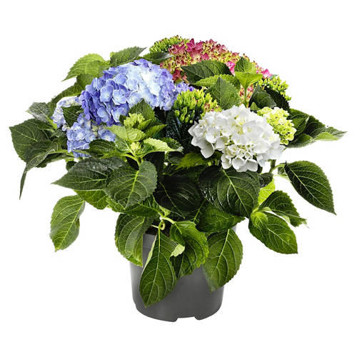 Vorderansicht 1, Hortensie Tricolor Blau/Rot/Weiß