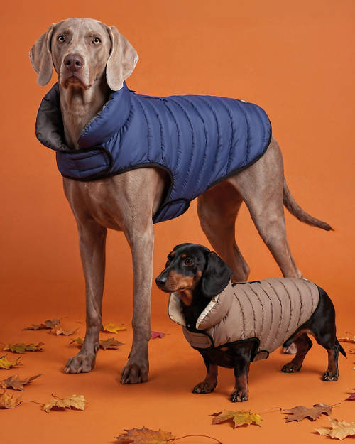 Lifestyle 1, Dog Bomber Jacket