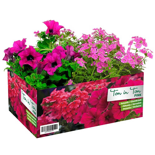 Vista frontale 1, Sommerflor assortite, rosa