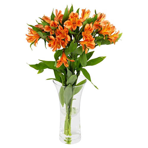 Front shot 5, Alstroemeria