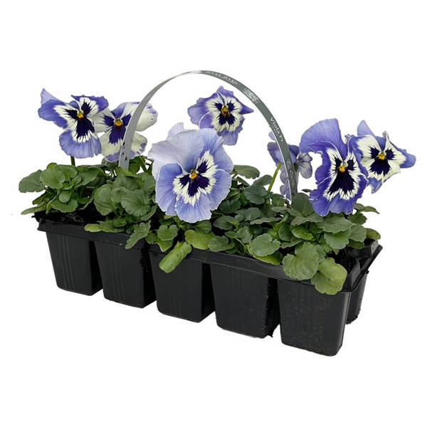 Beetpflanzen 10er-Hornveilchen, Blau