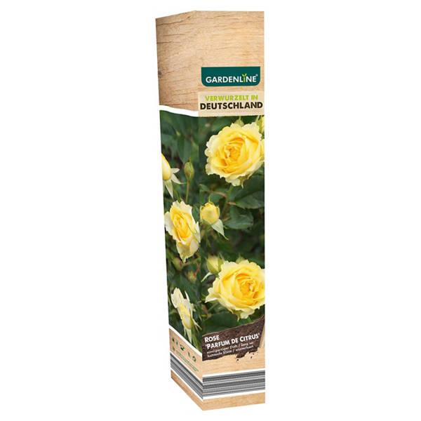 Gartenpflanzen Mix, Parfum de Citrus