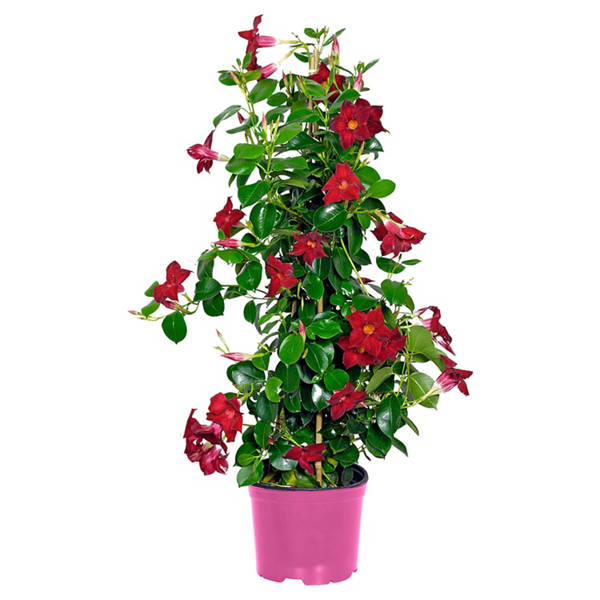 Dipladenie Pyramide T17 Rot