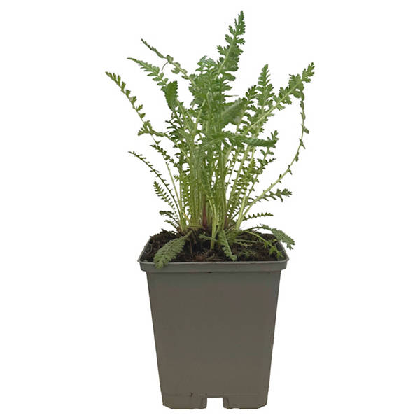 Bio Stauden Mix, Wiesen-Schafgar