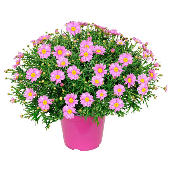 Margeriten Busch, rosa