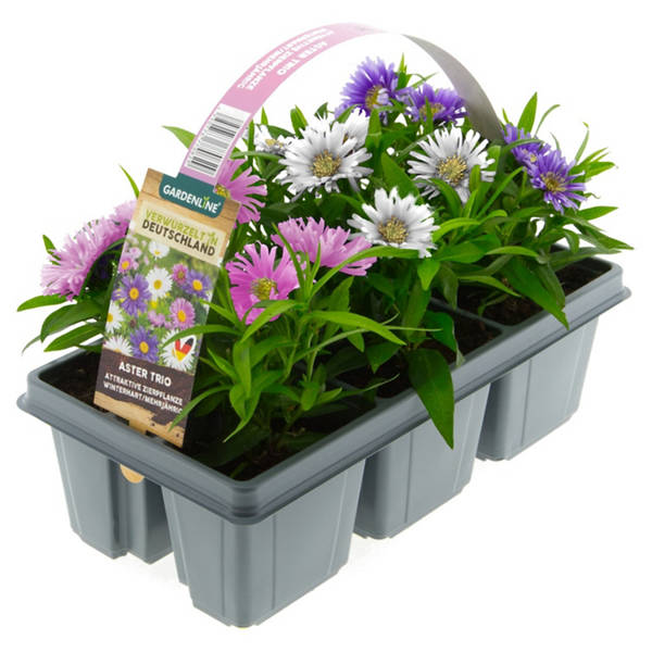 Aster-Trio 6er-Tray