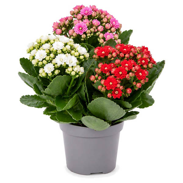 Pflanzen Mix, Chrysanthemen