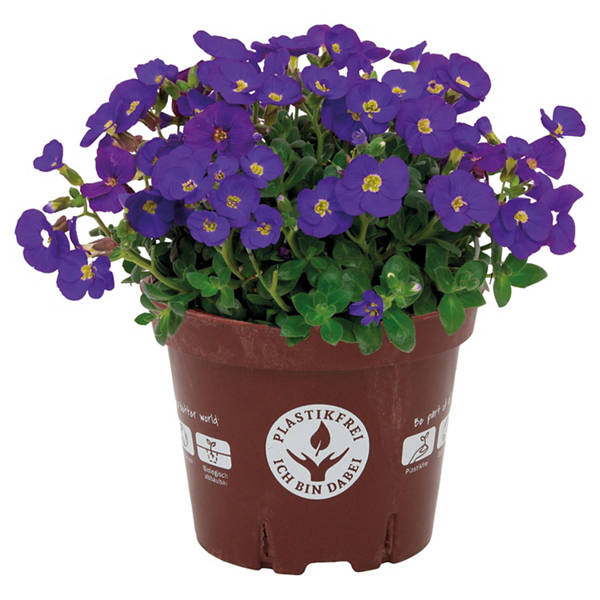 Frühjahrsblüher im kompostierbaren Topf, Audrey