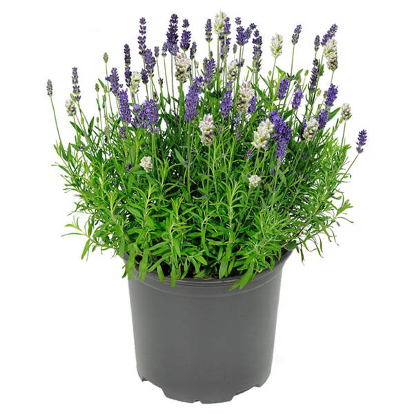 Lavendel Duo