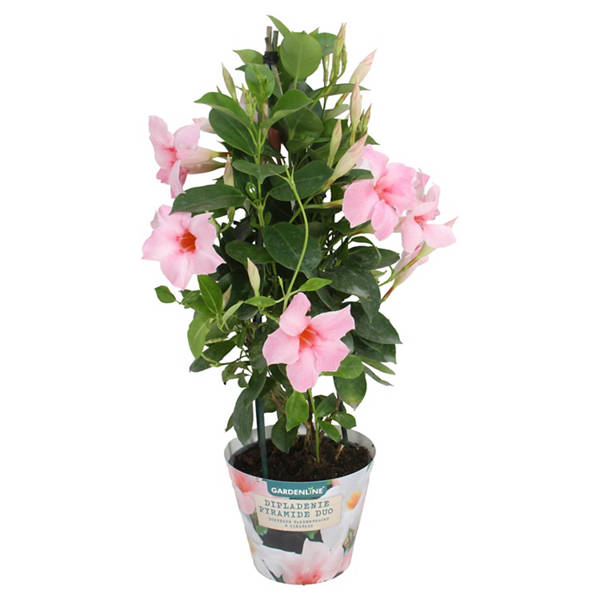 Dipladenie Pyramide, Rosa