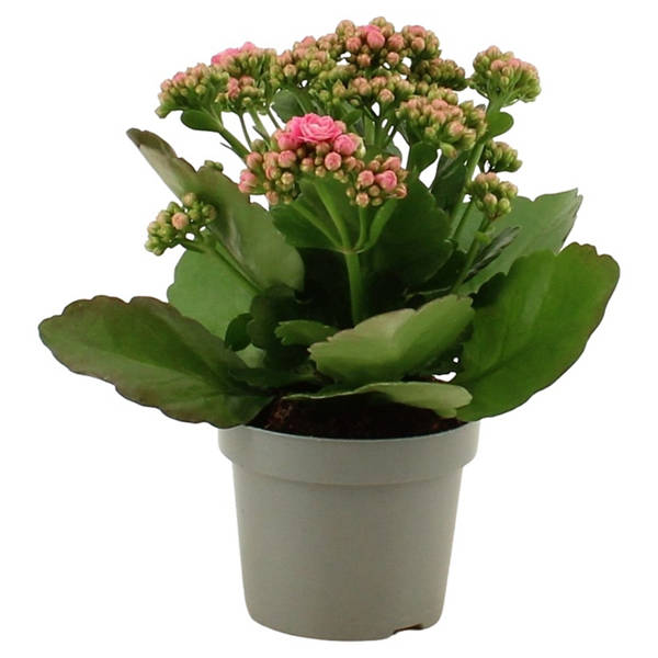 Kalanchoe