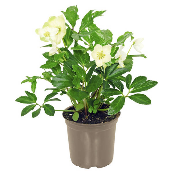 Christrose