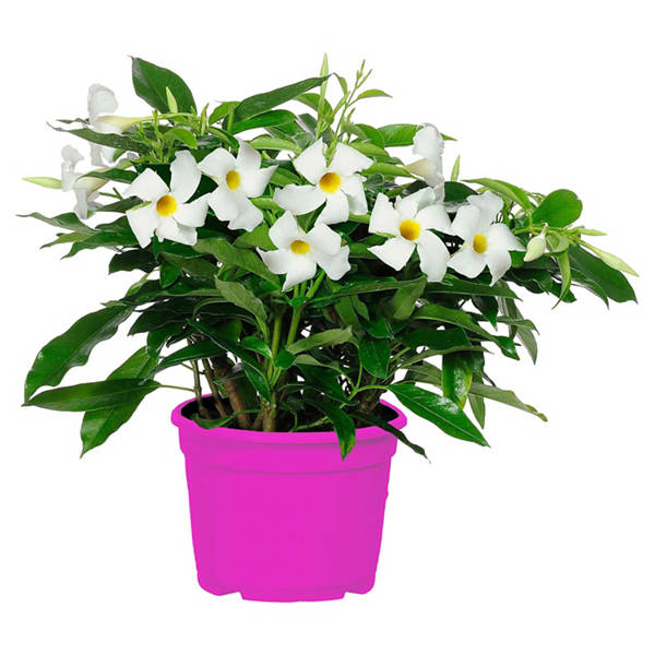 Dipladenie Busch weiß