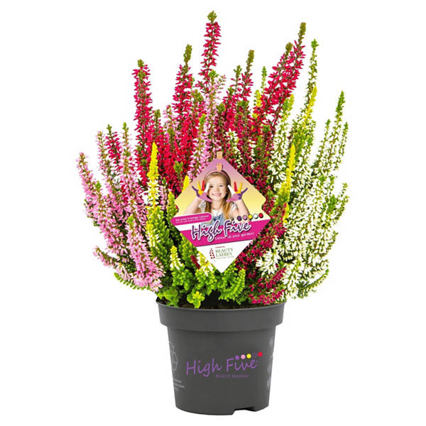 Calluna Beauty Ladies® High Five®