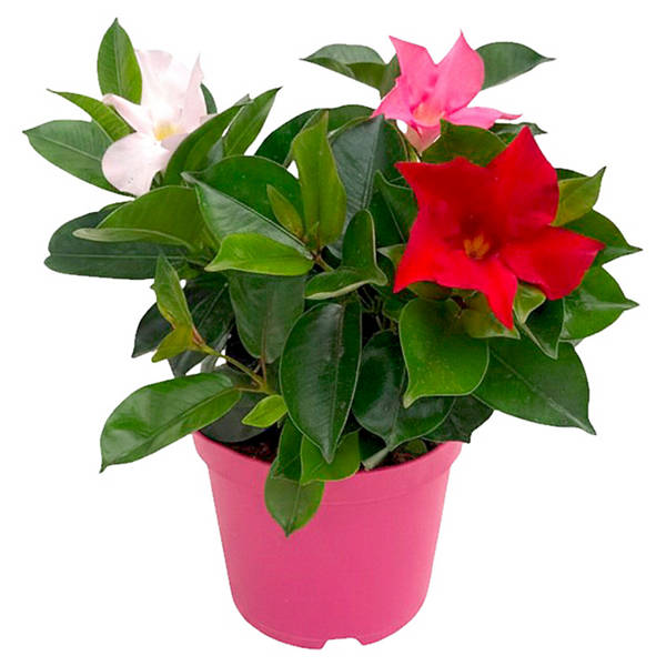 Dipladenie Busch Trio