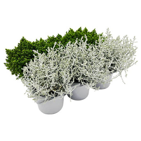 Herbstmix 6er-Tray