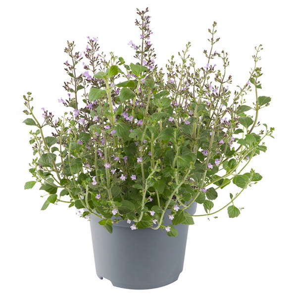 Stauden Calamintha Marvelette