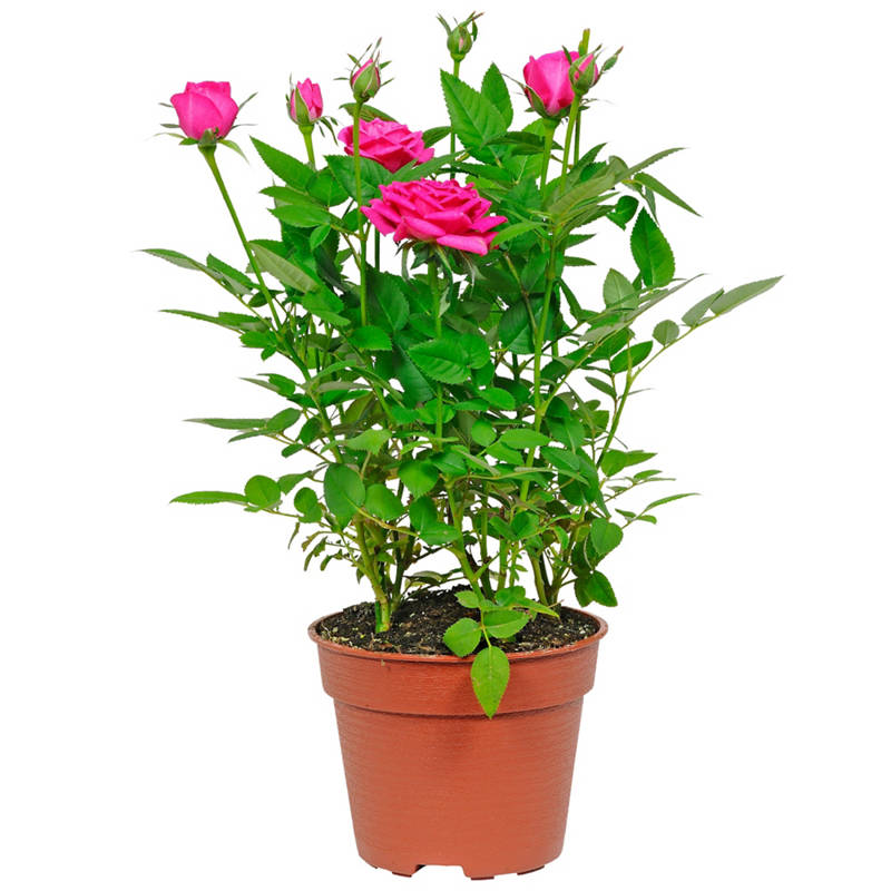 Rosenschale
