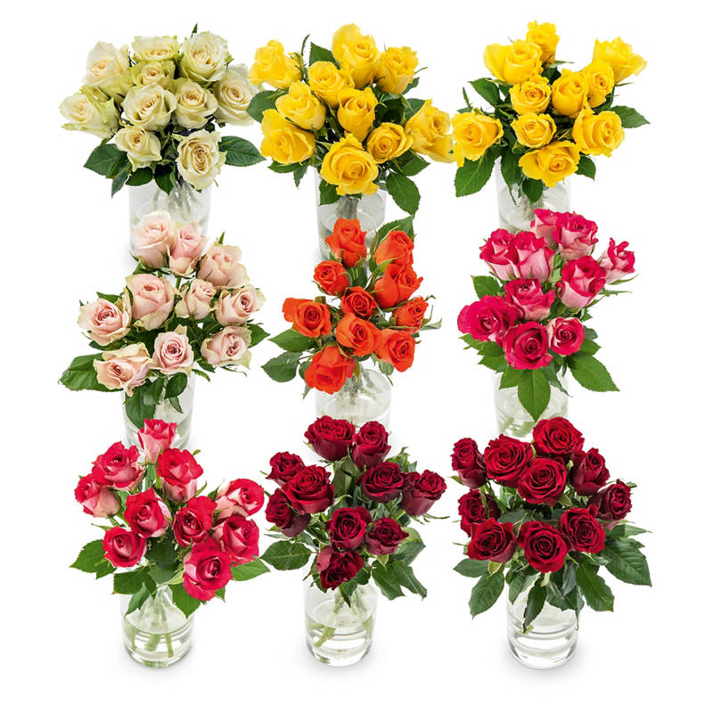Fairtrade Rosen