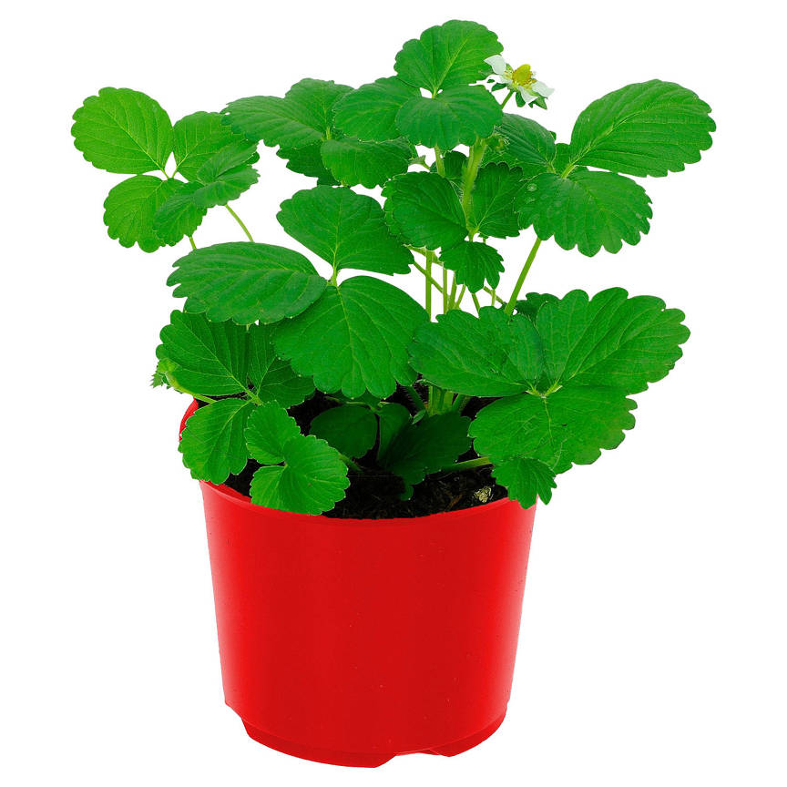 Erdbeerpflanzen, Elsanta