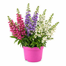 All Pink Sommerpflanzen, Angelonia Trio