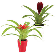 Mini bromelija