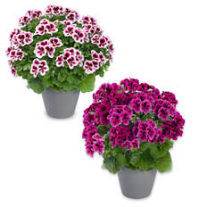 Pelargonije