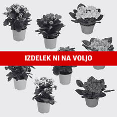 Kalandiva/Afriška vijolica