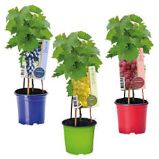 Slovenska sadika namiznega grozdja