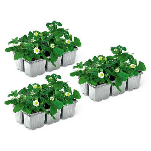 Gruppo 1, Pianta di fragole, Elsanta